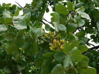 Pistachio, or Pistacia vera tree leaves and fruit at springtime, in Attica, Greece