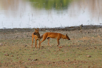 Wall Mural - Dholes (Cuon alpinus) or Indian wild dogs near a lake, Tadoba Andhari Tiger Reserve, Maharashtra state, India