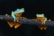 Capture with tree frog 