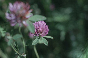 Aufkleber - Beautiful growing summer nature background plant. Natural background pattern texture of design.