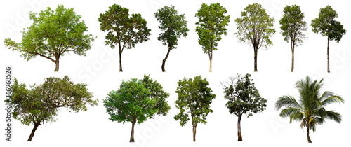 Cuadros en Lienzo isolated tree green set is located on a white background