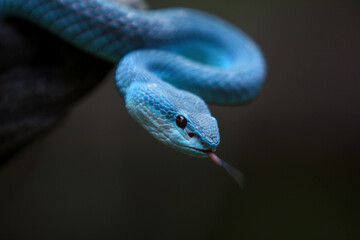 White-lipped island pit blue viper (Trimeresurus insularis) is a venomous pit viper found in Indonesia and East Timor.