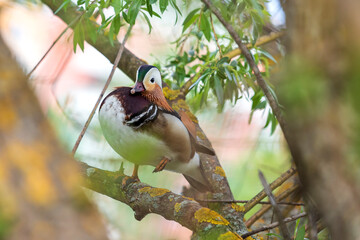 Wall Mural - Aix galericulata - Mandarin duck sitting in the branches of a tree over a pond.