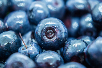 Dark blueberry berry. Swamp autumn food berry close-up macro photography