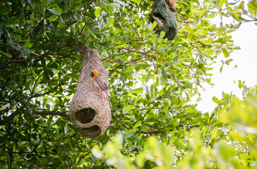 Sparrow bird nesting on in tree,ricebird,weaverbird