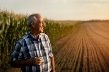 Senior Farmer Standing In Corn Field Examining Crop At Sunset.	