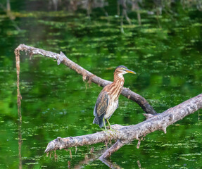 Wall Mural - Juvenile green heron standing on a branch
