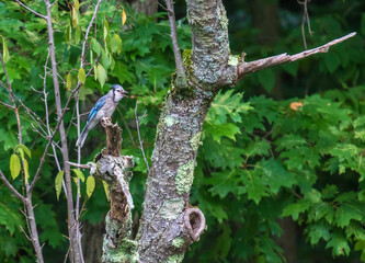 Wall Mural - Blue jay calling while on a branch