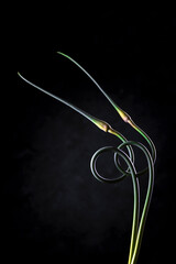  Image with garlic arrows.