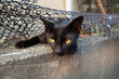 stray black cat hide and play
