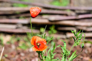 Close up of two red poppy flowers and blurred green leaves in a British cottage style garden in a sunny summer day, beautiful outdoor floral background photographed with soft focus.