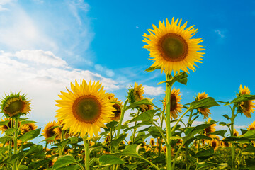 Canvas Print - Vibrant sunflower field