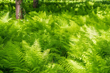 Aufkleber - Ferns in forest landscape, natural background