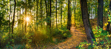 Forest Trees Panorama Background With Fall Leaves On Path