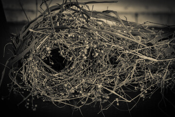 Indian Munia bird nest on a black background