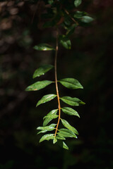 tiny plant on black background