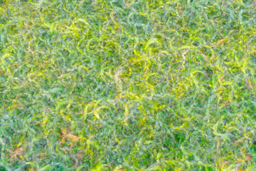 green grass background abstract with green colours
