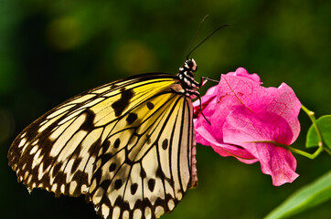 A very beautiful colorful butterfly, white nymph of a tree, idea leuconoe
very fragile, macro, with many details
