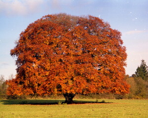 autumnal tree in killegar, co leitrim, ireland