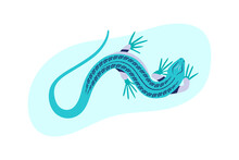 Blue Lizard Vector Illustration. Reptile With Long Body And Tail, Four Legs And Blue Skin. Design For Poster, Web Site.