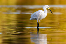 White Egret Standing And Fishing In A Pond At Sunrise And Sunset