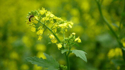 flowering white mustard sinapis alba detail close-up field, bee pollination pollinates collect necta