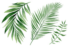 Set Of Watercolor Tropical Leaves On White Background. Green Palm Leaves, Monster, Homeplants, Banana Leaves. Exotic Plants. Jungle Botanical Watercolor Illustrations, Floral Elements.