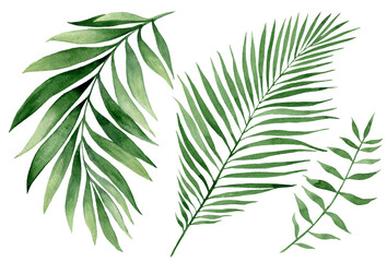 set of watercolor tropical leaves on white background. Green palm leaves, monster, homeplants, banana leaves. Exotic plants. Jungle botanical watercolor illustrations, floral elements.