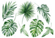 Leinwandbild Motiv set of watercolor tropical leaves on white background. Green palm leaves, monster, homeplants, banana leaves. Exotic plants. Jungle botanical watercolor illustrations, floral elements.