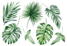 Set Of Watercolor Tropical Leaves On White Background. Green Palm Leaves, Monster, Homeplants, Banana Leaves. Exotic Plants. Jungle Botanical Watercolor Illustrations, Floral Elements.