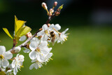 Fototapeta  - Cherry Flowers With Bee In Summer.