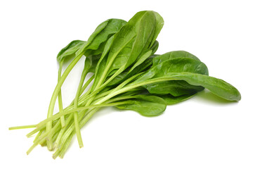 Fresh leaves of spinach