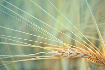 Macrophotography of a spikelet of wheat in a field.