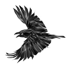 Wall Mural - drawing of a raven bird in flight on a white background