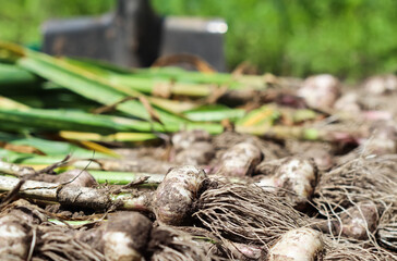 Harvesting garlic in the garden. Harvest concept