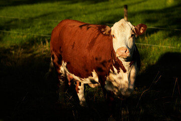 Cows in a field i Oslo, Norway. Shot in golden hour on a warm summer day in July. 