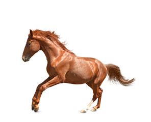 Wall Mural - Chestnut horse jumping on white background. Beautiful pet