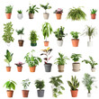 © New Africa - Set of different houseplants in flower pots on white background