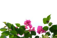In Selective Focus Sweet Red Bougainvillea Flower Blossom With Green Leaves And Branches On White Isolated Background With Copy Space 