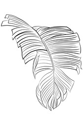 Wall Mural - Tropical palm leaf drawn by line set on white background, coloring book