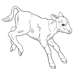 Hand drawn vector of calf isolated on white background for coloring page. Black and white  stock illustration of baby cow for coloring book.