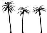 Fototapeta Sypialnia - three black silhouettes of tropical plants close up on a white background