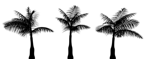  three black silhouettes of tropical plants close up on a white background