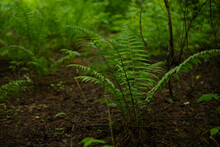 Wild Fern Grows In A Forest Under Trees In Summer