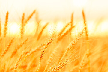 Wheat field. Ears of golden wheat closeup