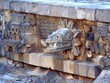 Mexico, Prehispanic city of Teotihuacan, feathered serpent