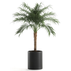 palm tree in a black pot isolated on white background
