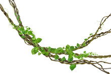 Circular Vine At The Roots. Bush Grape Or Three-leaved Wild Vine Cayratia (Cayratia Trifolia) Liana Ivy Plant Bush, Nature Frame Jungle Border, Isolated On White Background With Clipping Path Included