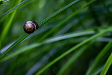 Nature Macro Of Small Dark Snail On The Grass With Space For Text. 