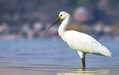 Eurasian spoonbill wading in lake